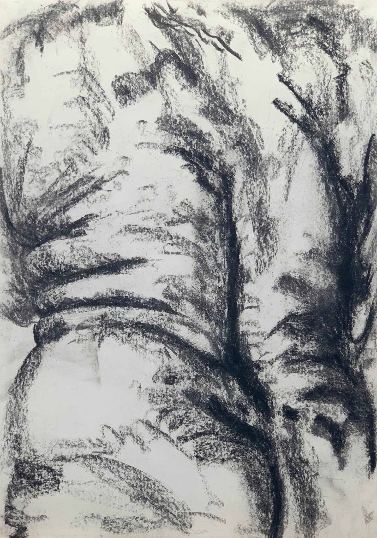 Study No 04 - Charcoal Drawing